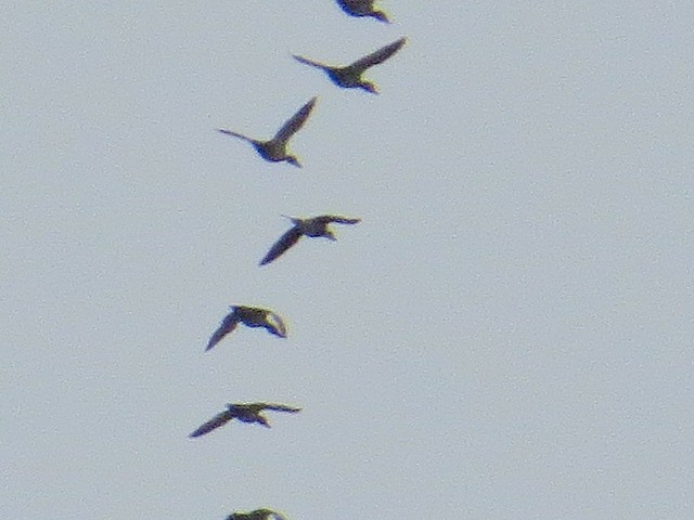 Long-tailed Duck - ML646607145