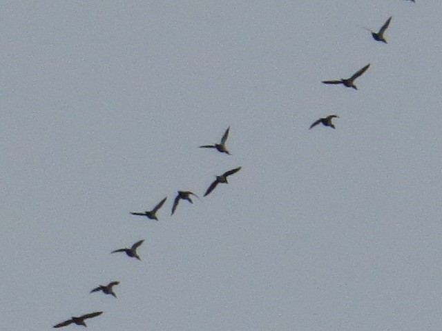 Long-tailed Duck - ML646607146