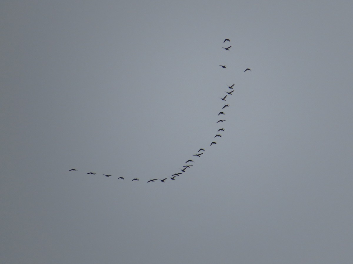 Long-tailed Duck - ML646607147