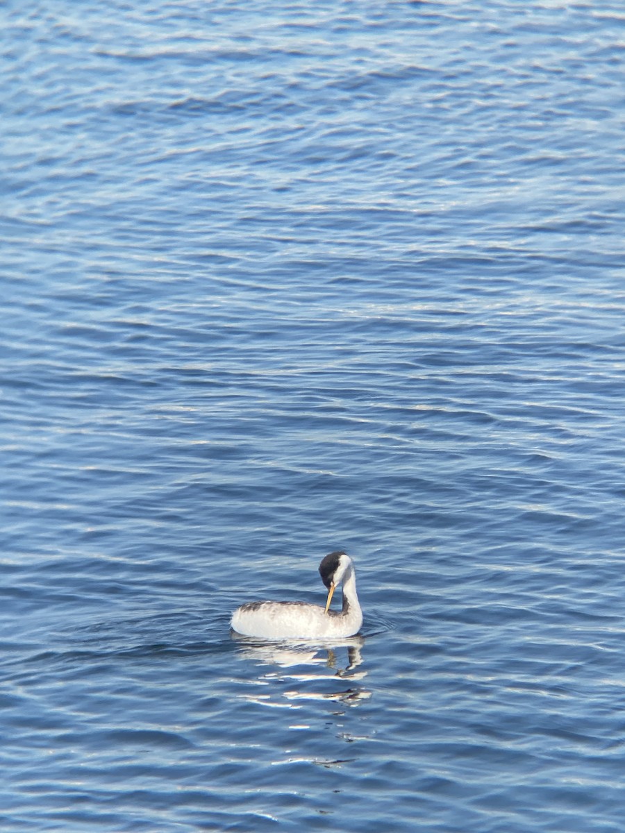 Clark's Grebe - ML646607149