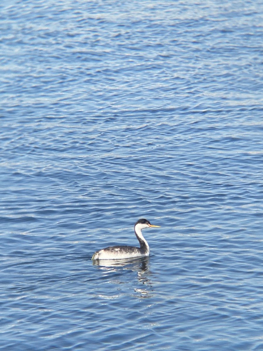 Clark's Grebe - ML646607150