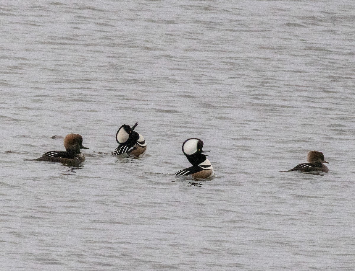 Hooded Merganser - ML646607151