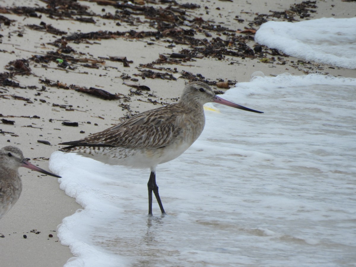 Bar-tailed Godwit - ML646607152