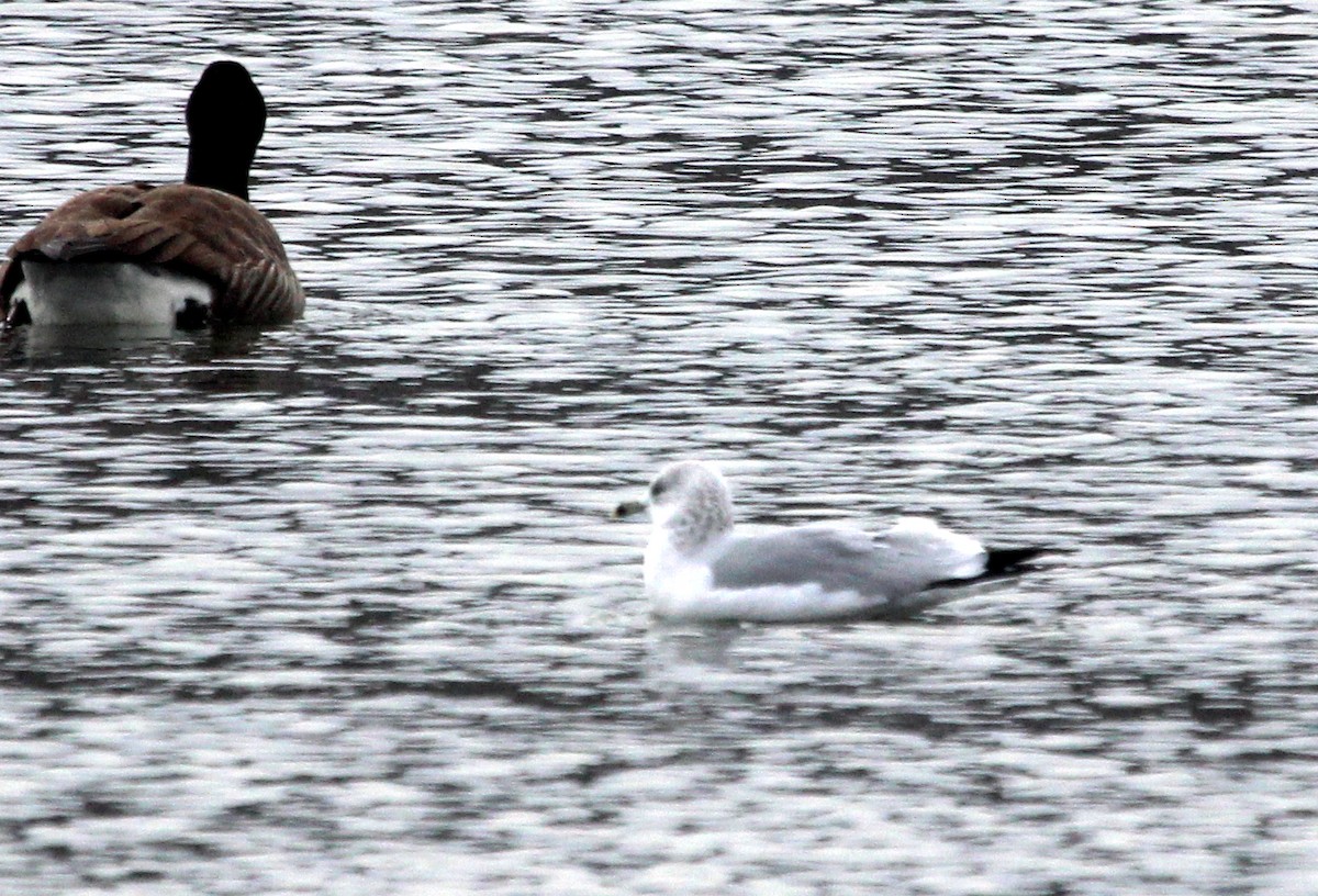 Ring-billed Gull - ML646607153