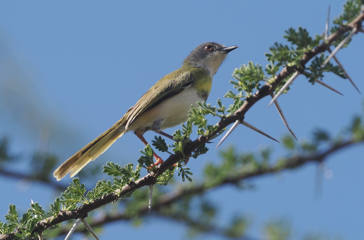 Желтогрудый апалис (flavocincta/viridiceps) - ML646607154