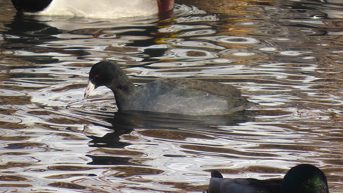 American Coot - ML646607156