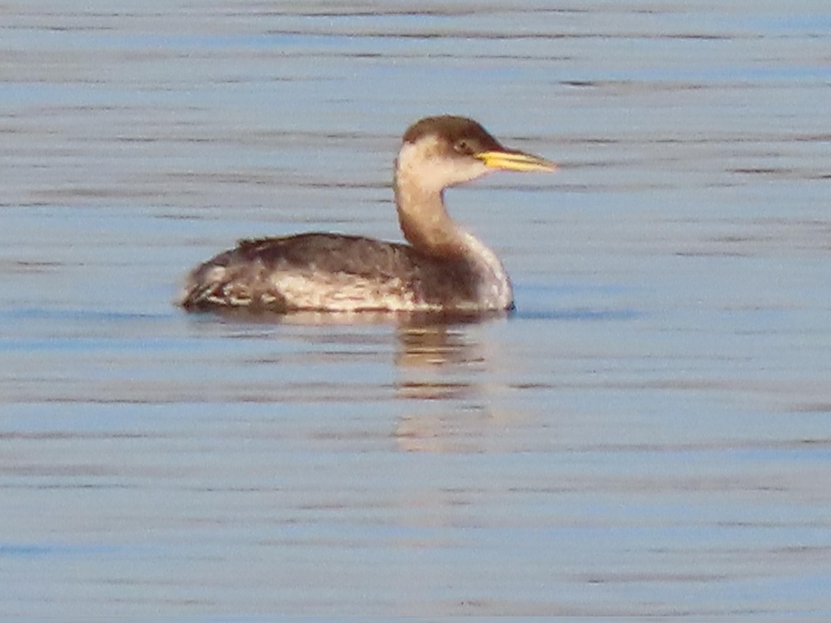 Red-necked Grebe - ML646607158