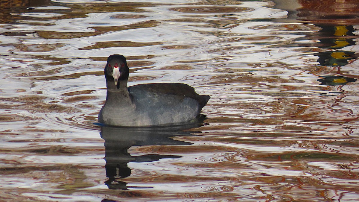 American Coot - ML646607160