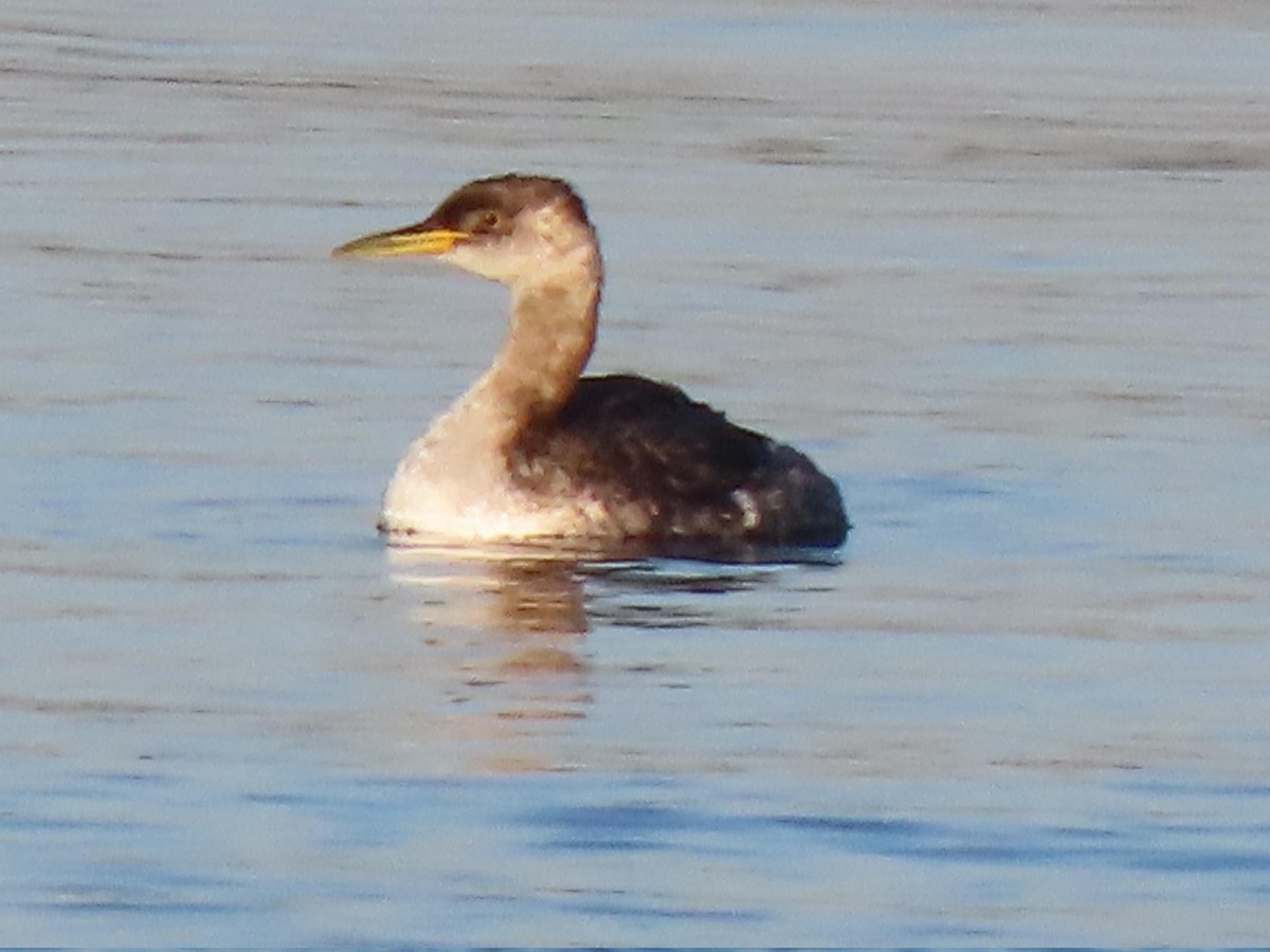 Red-necked Grebe - ML646607162