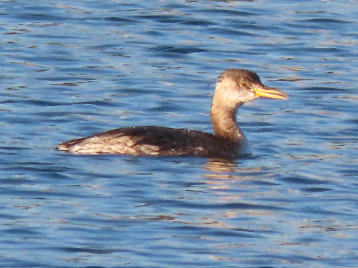Red-necked Grebe - ML646607164