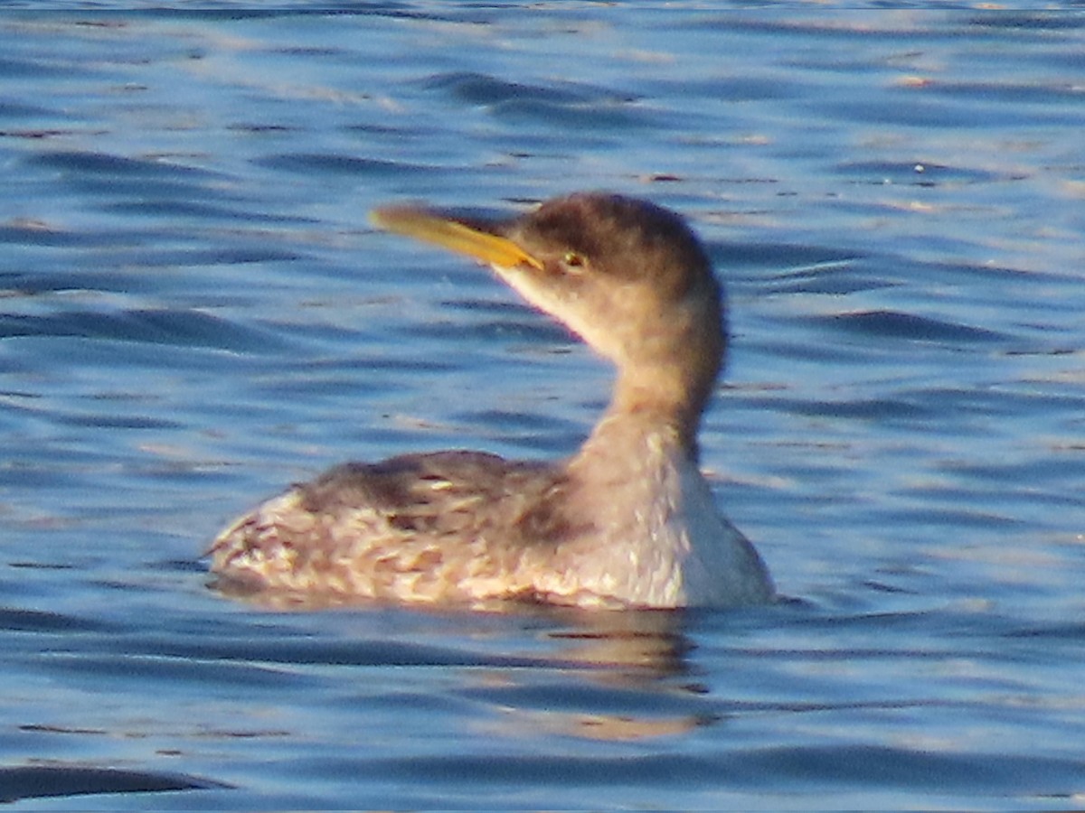 Red-necked Grebe - ML646607165