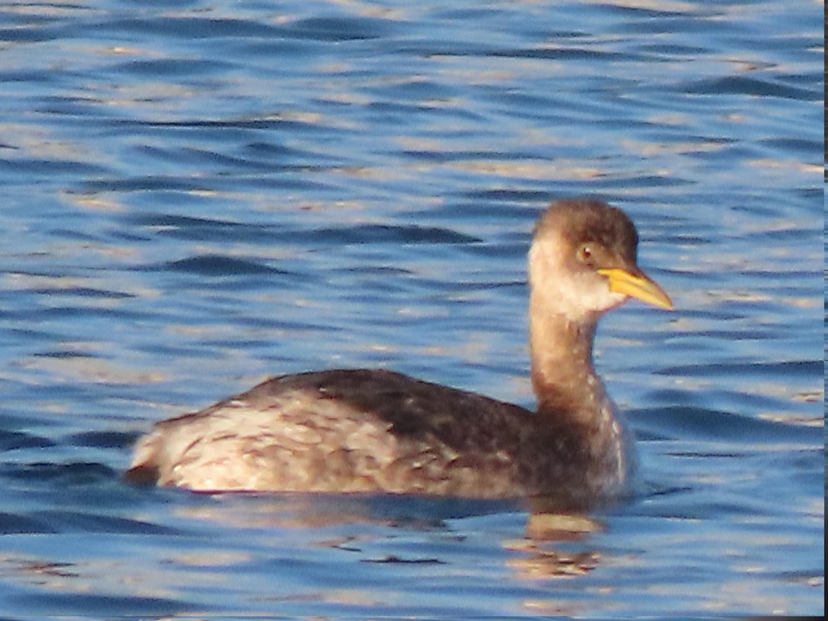 Red-necked Grebe - ML646607166