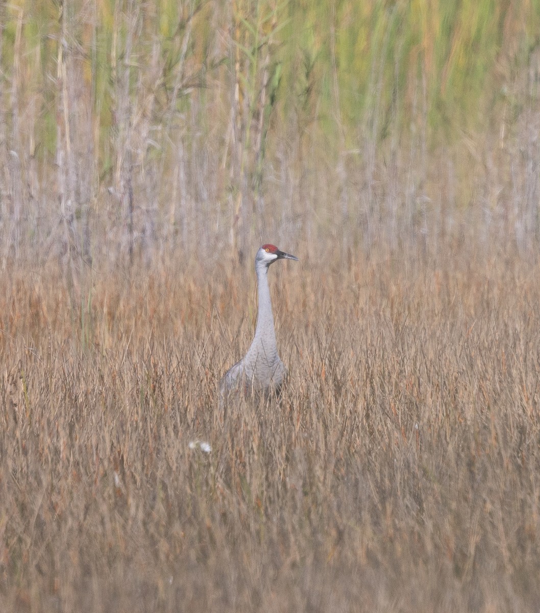 Sandhill Crane - ML646607169