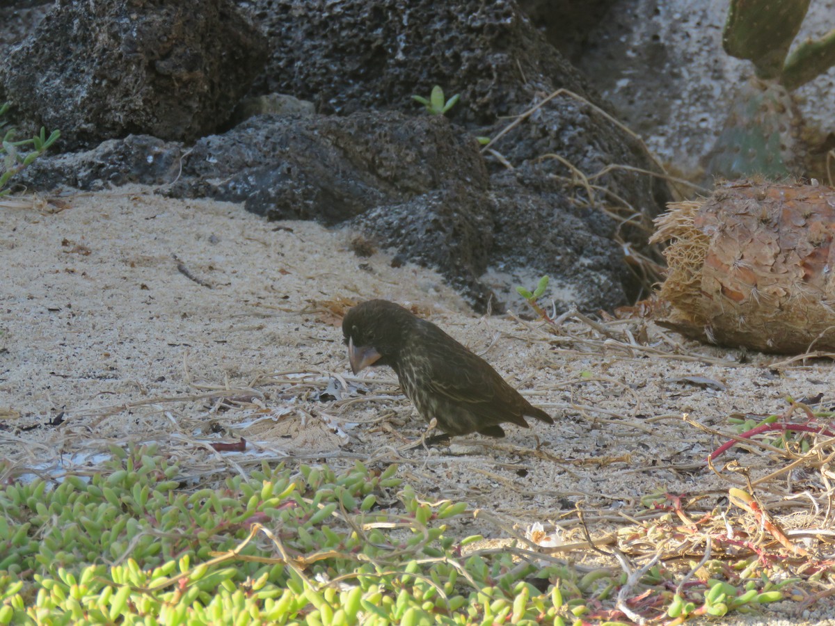 Large Ground-Finch - ML646607170