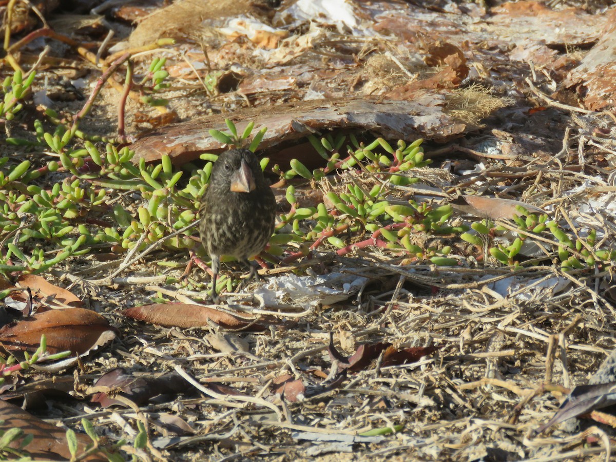 Large Ground-Finch - ML646607171
