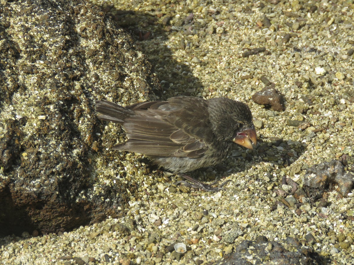 Large Ground-Finch - ML646607172