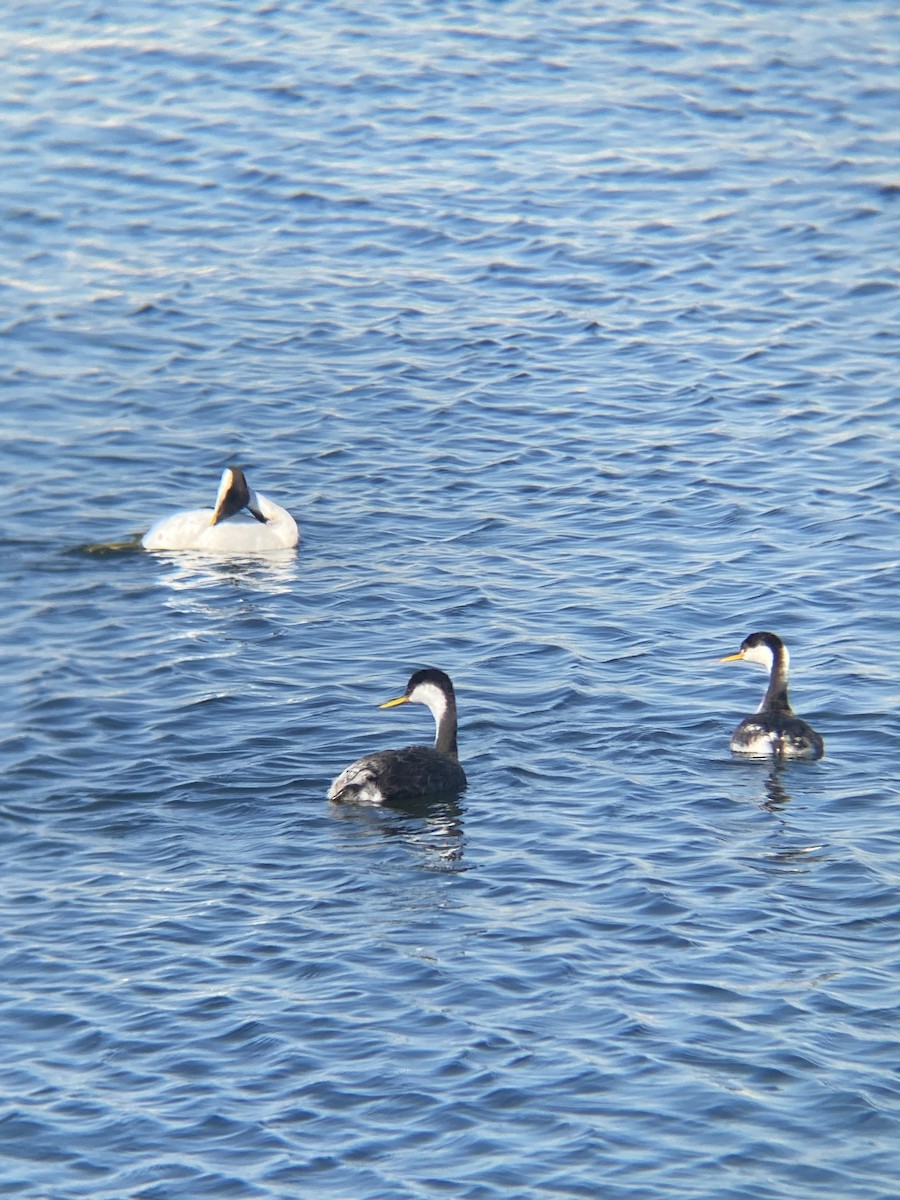 Western Grebe - ML646607173