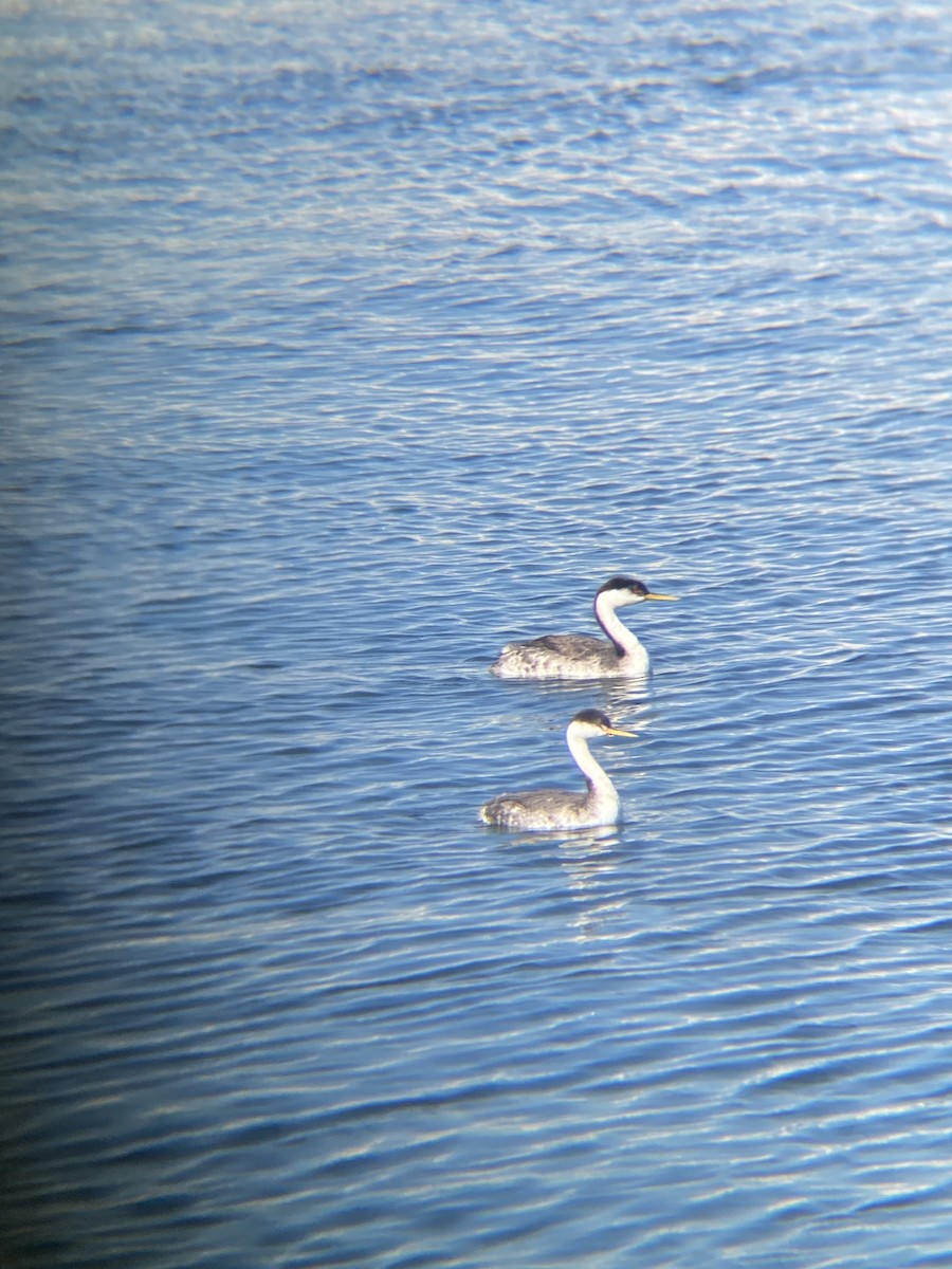 Western Grebe - ML646607174