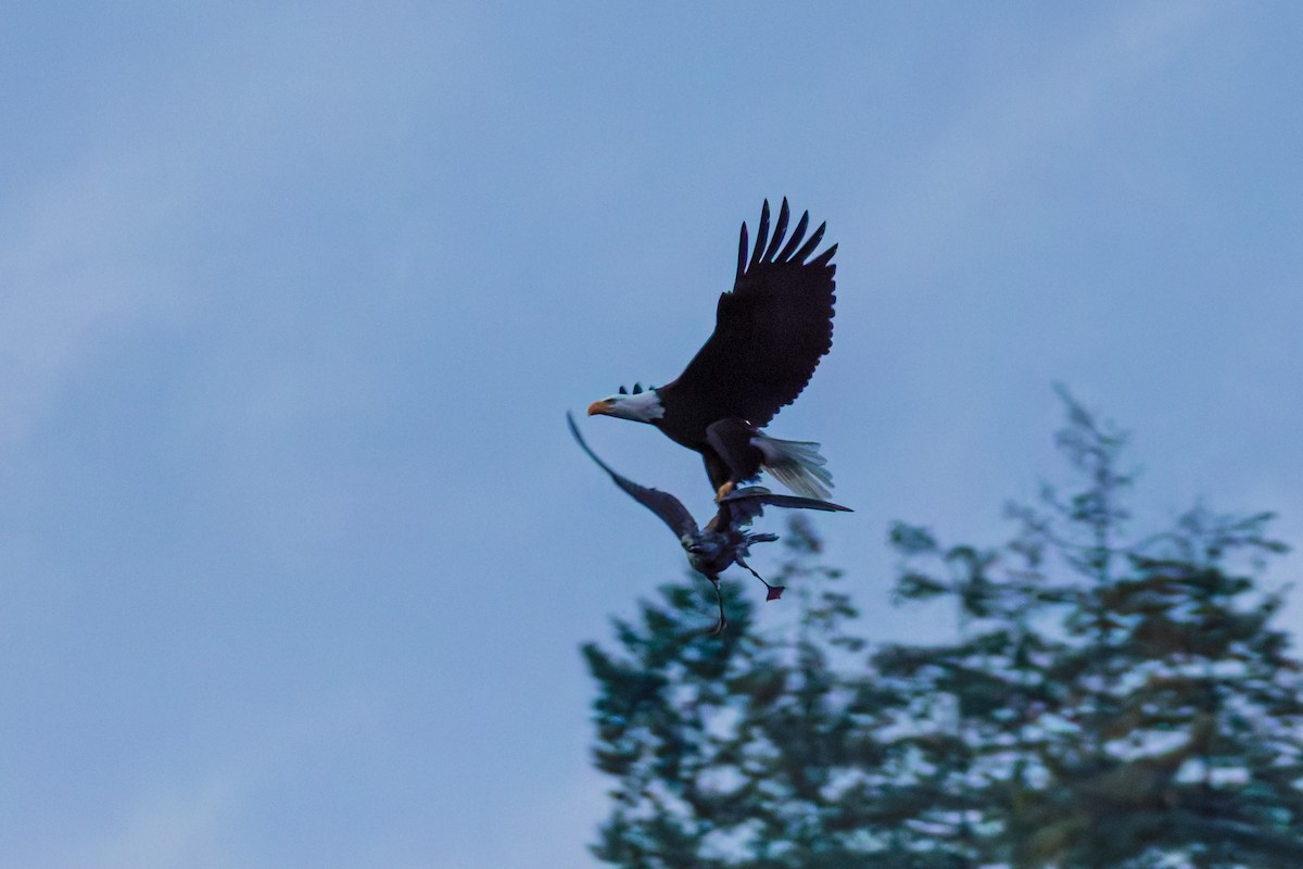 Орлан білоголовий - ML646607175