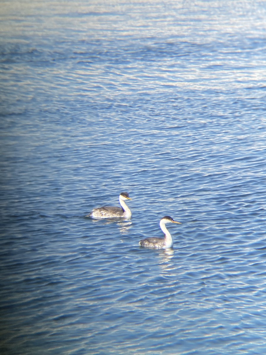 Western Grebe - ML646607177