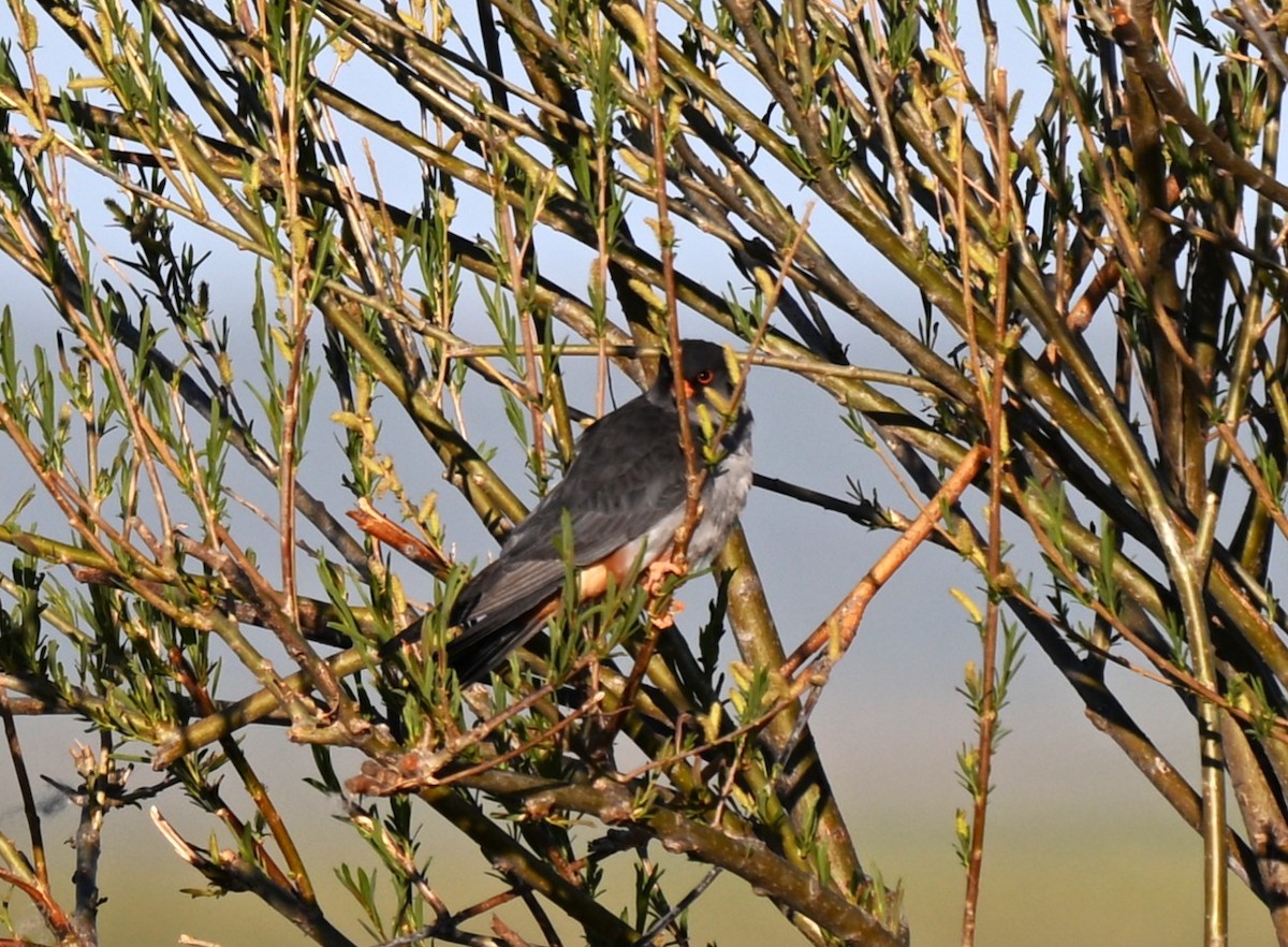 amurfalk - ML646607179