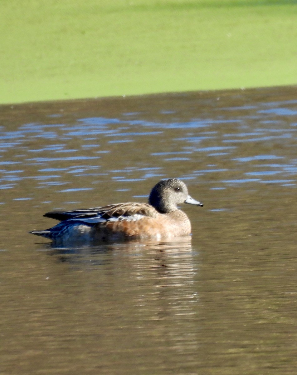 American Wigeon - ML646607180