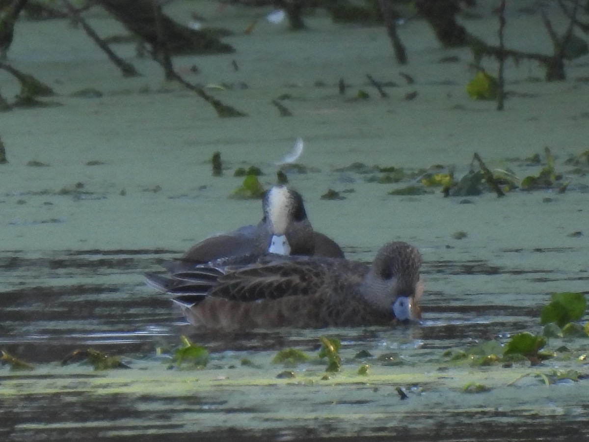 American Wigeon - ML646607181
