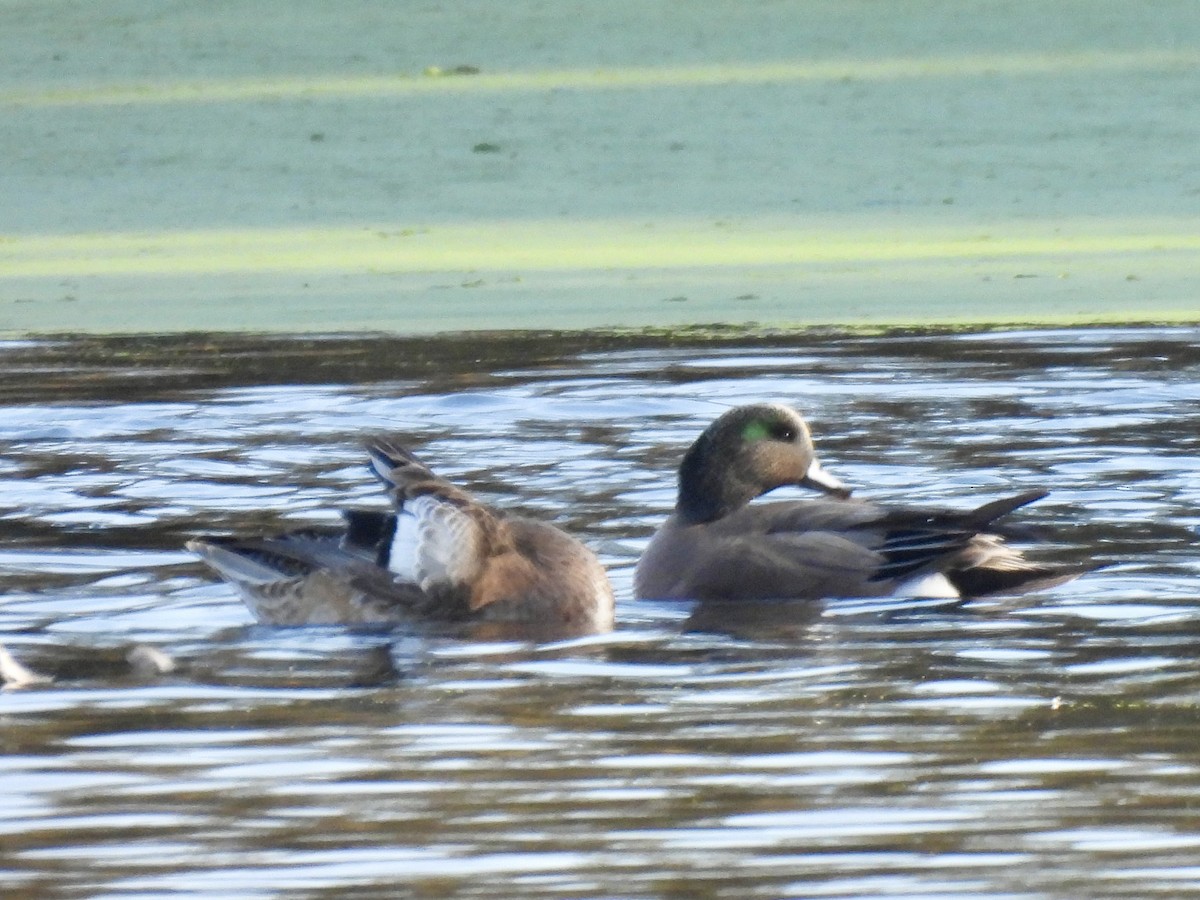 American Wigeon - ML646607182