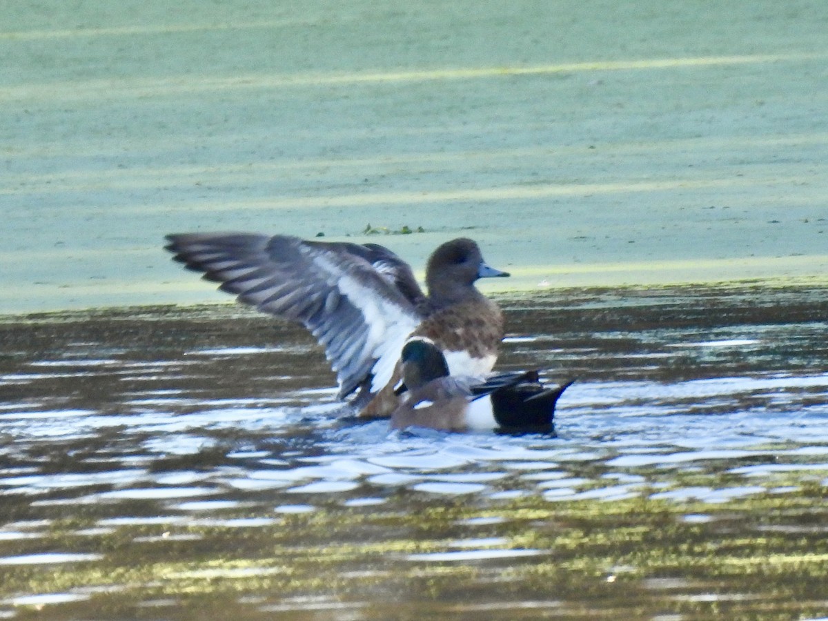 American Wigeon - ML646607183