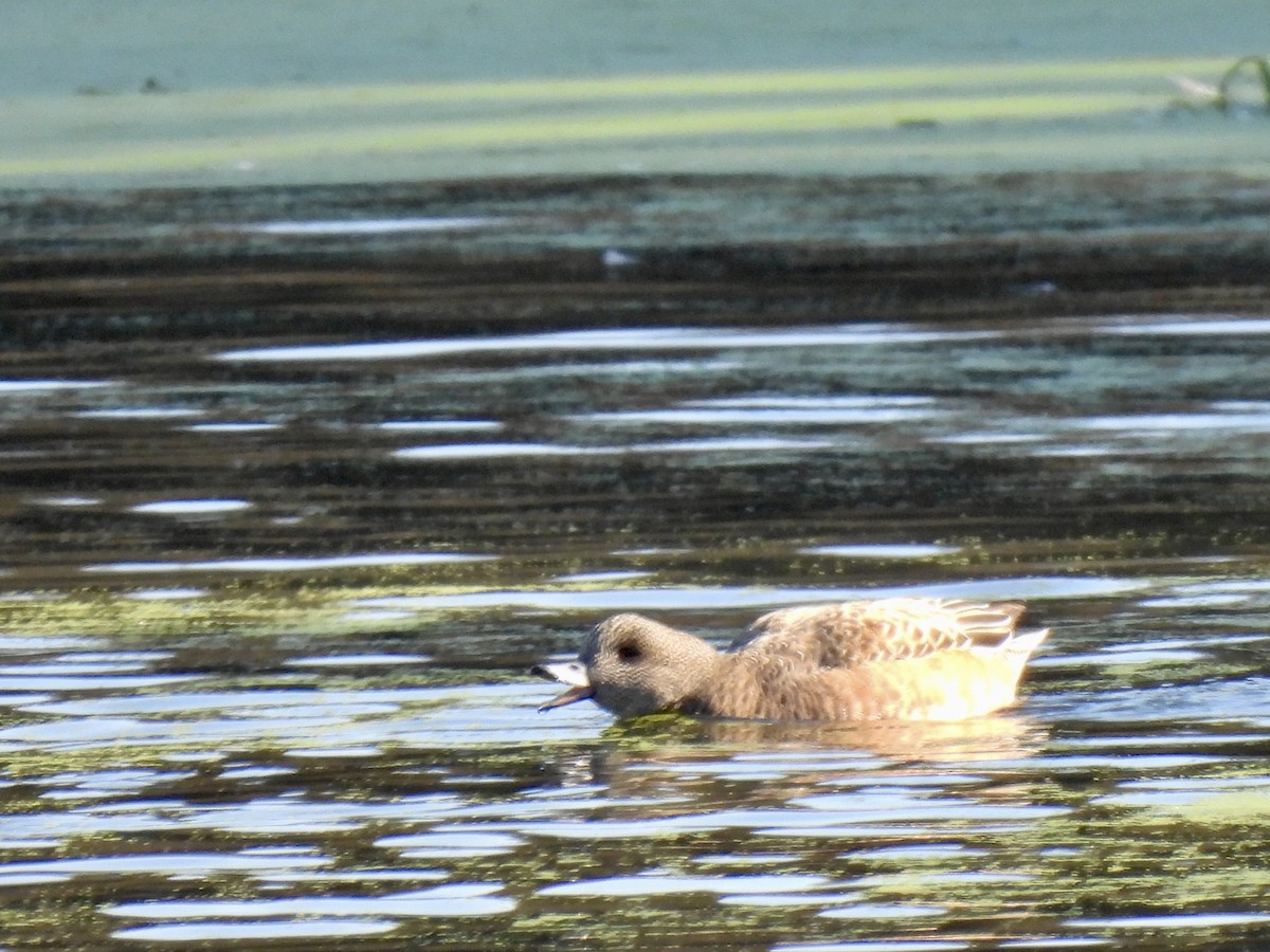 American Wigeon - ML646607184