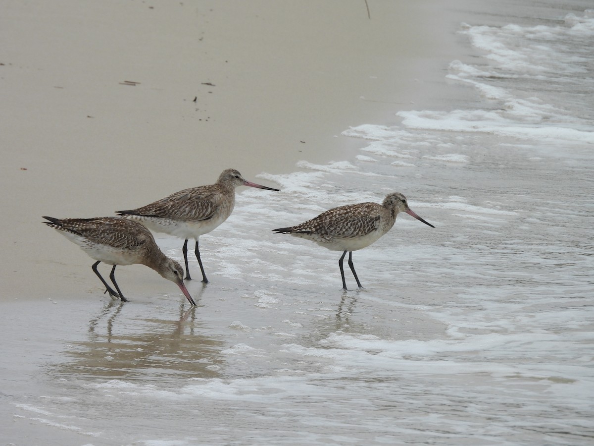 Bar-tailed Godwit - ML646607186