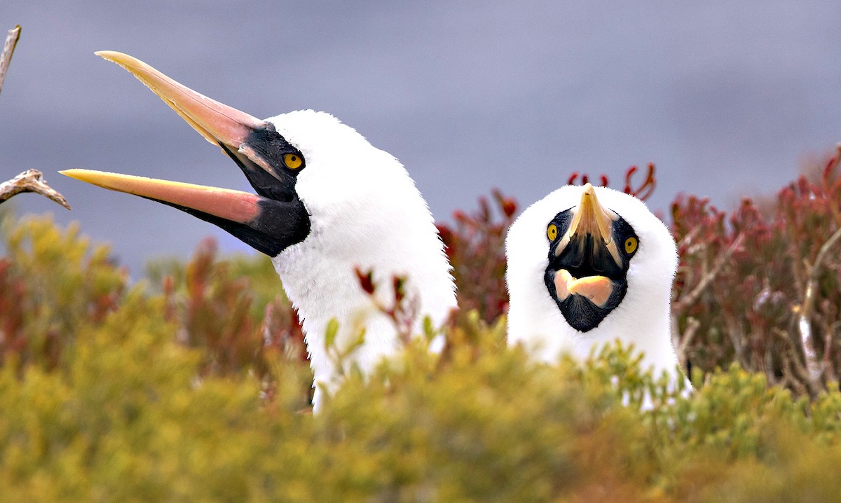 terej tichomořský - ML646607187