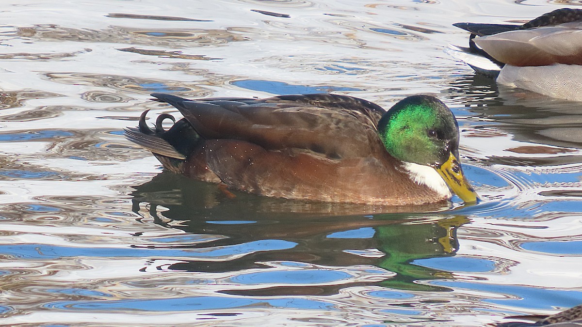 Mallard (Domestic type) - ML646607189