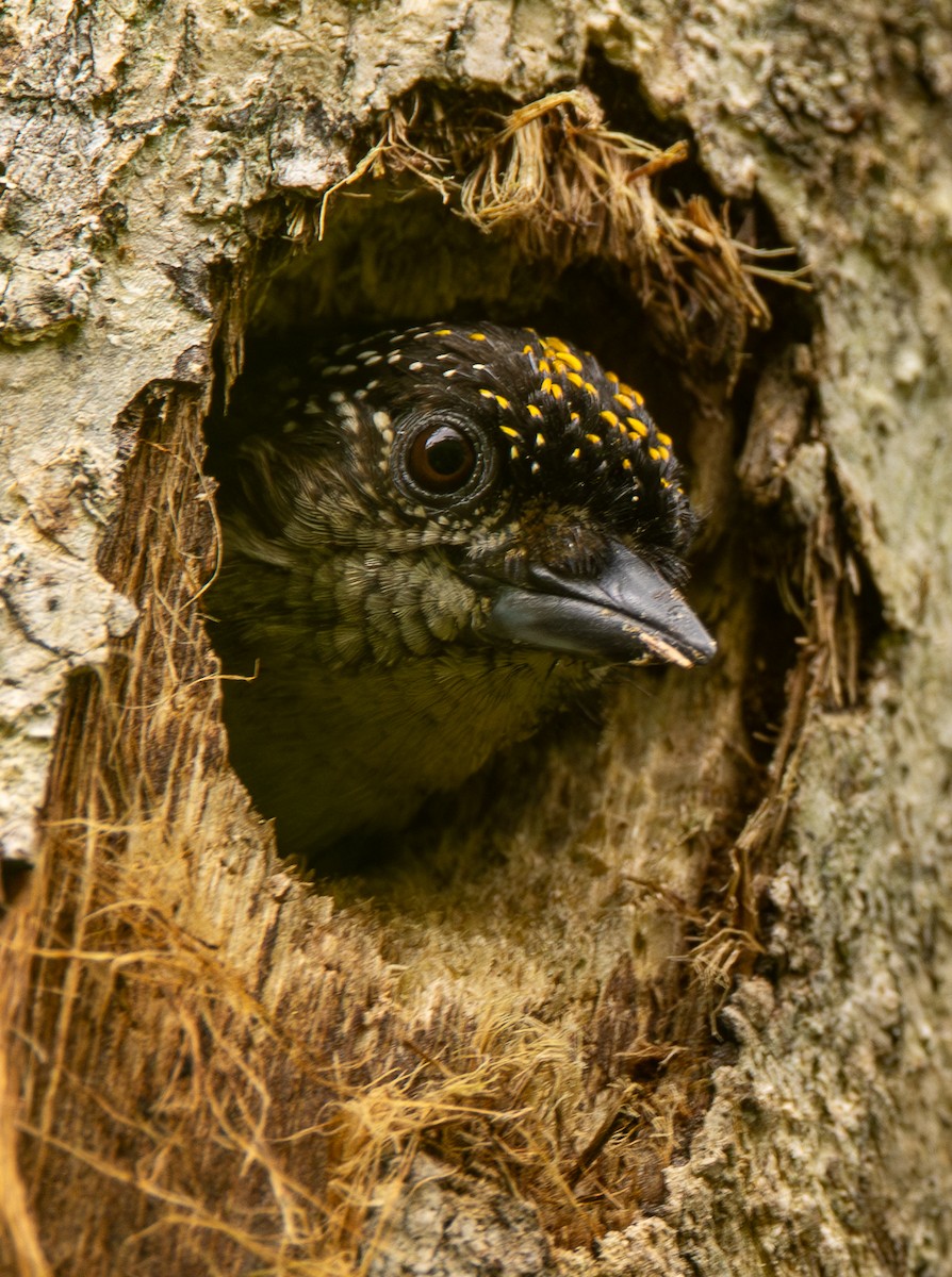 Grayish Piculet - ML646607190