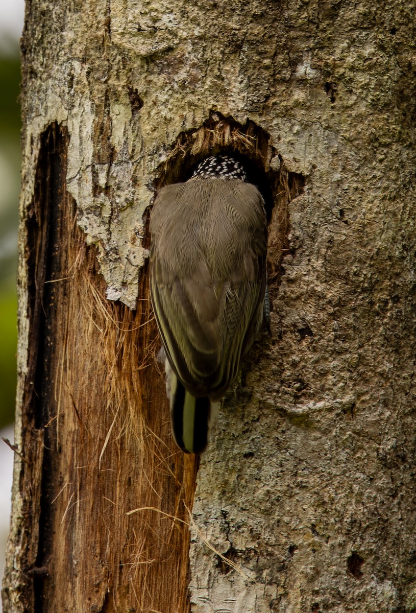 Grayish Piculet - ML646607191