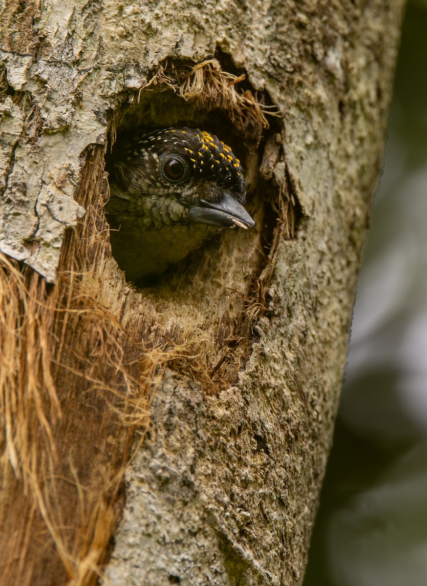 Grayish Piculet - ML646607192