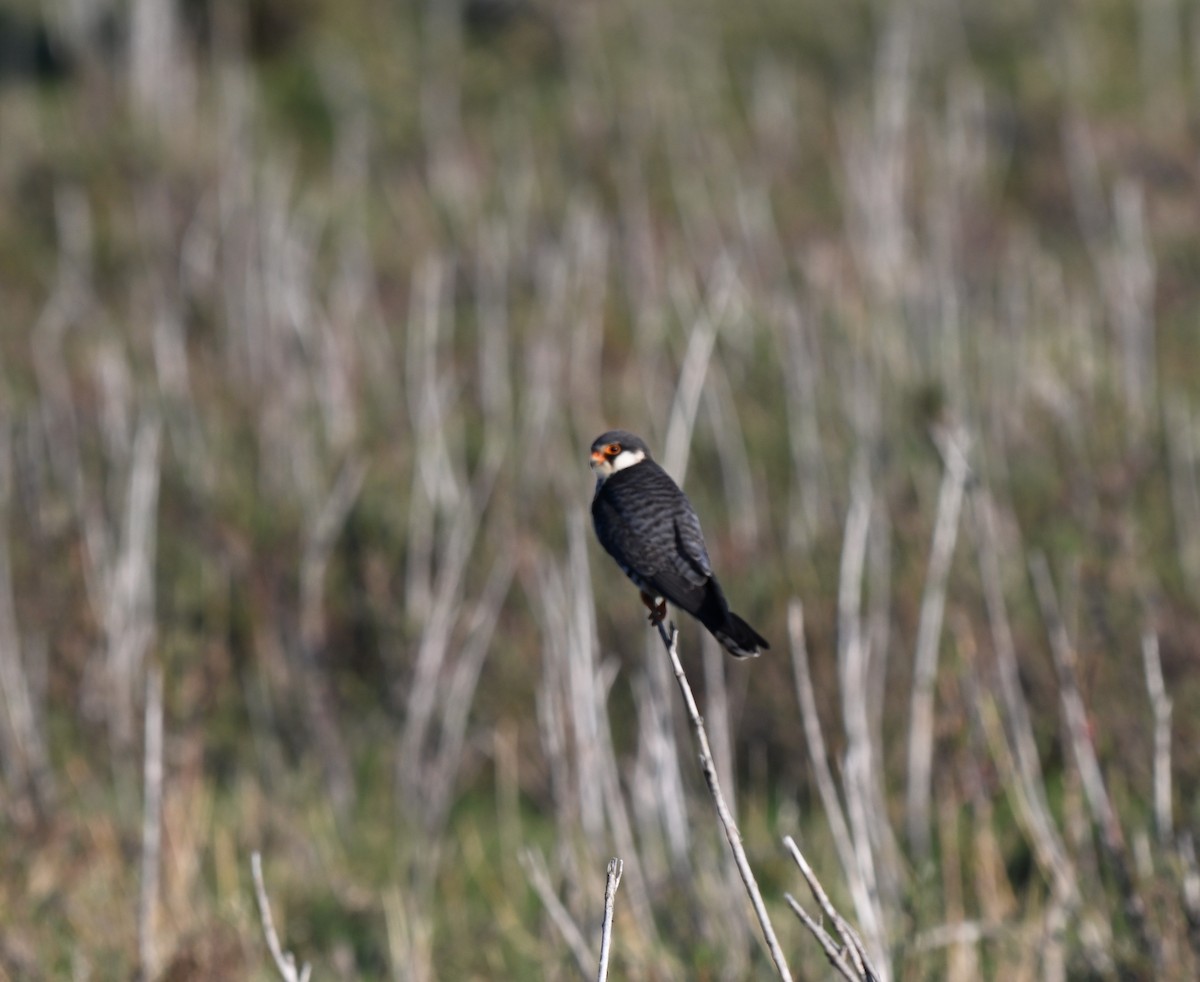 amurfalk - ML646607194