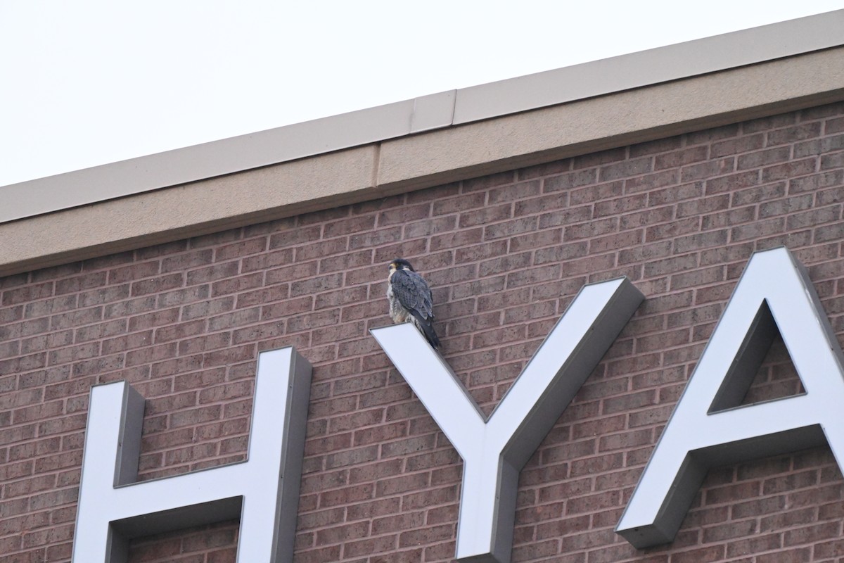 Сапсан - ML646607195