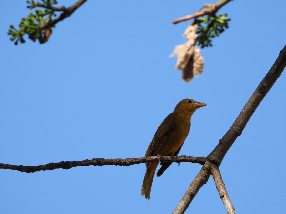 Піранга пломениста - ML646607196