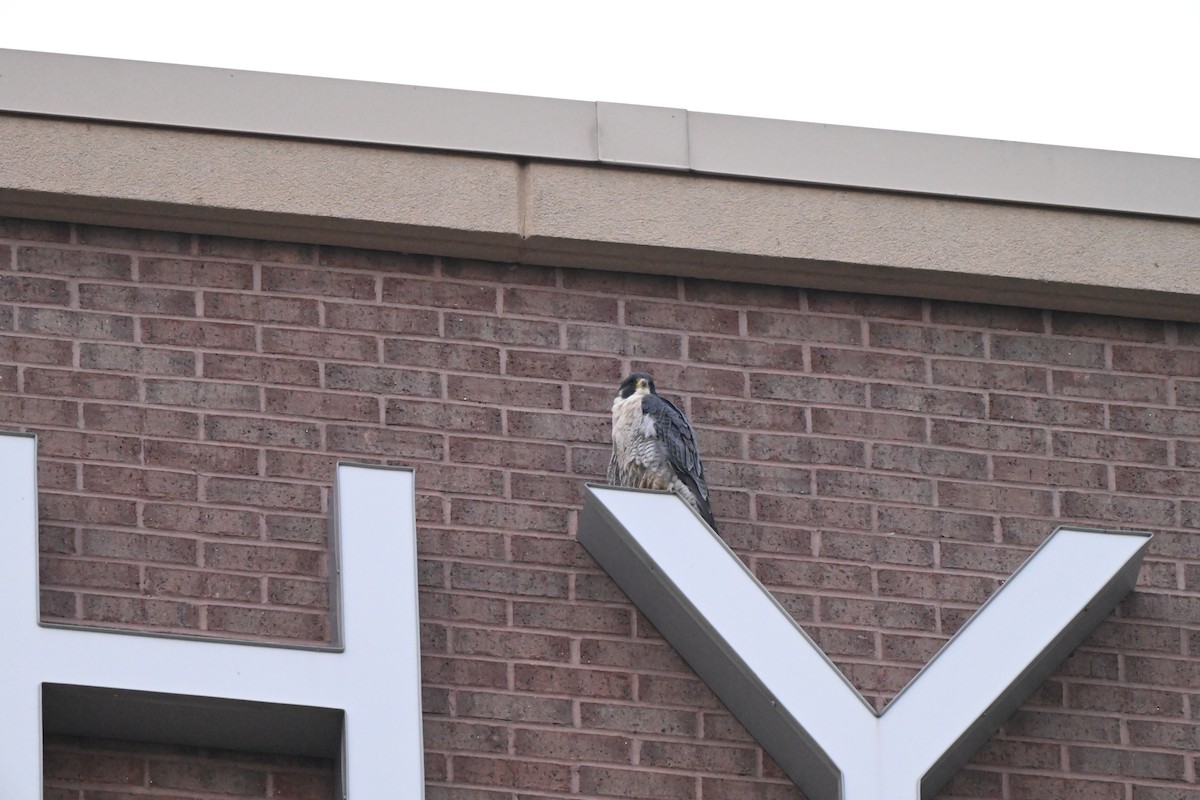 Сапсан - ML646607197