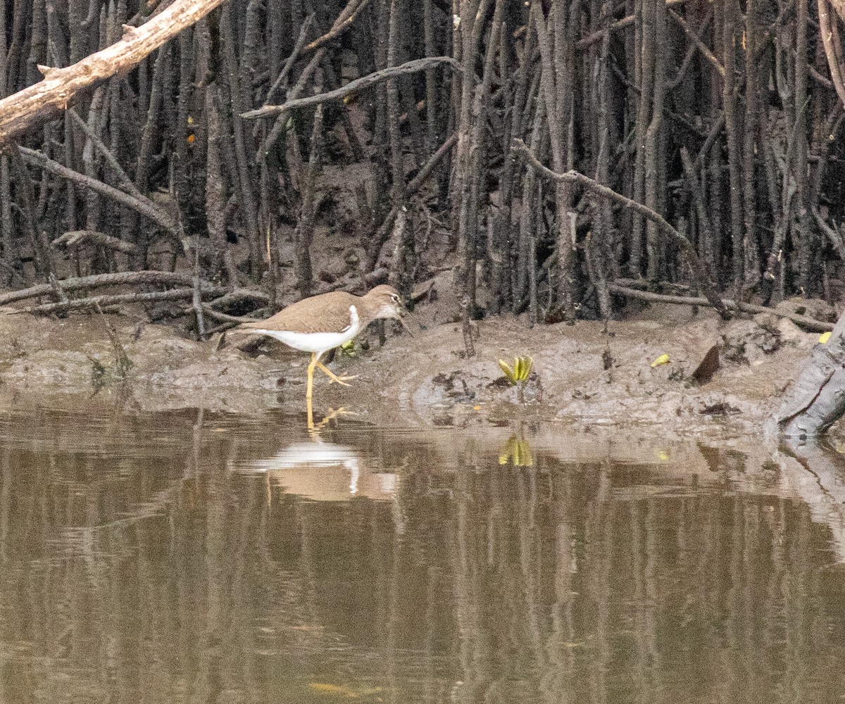 Набережник плямистий - ML646607198