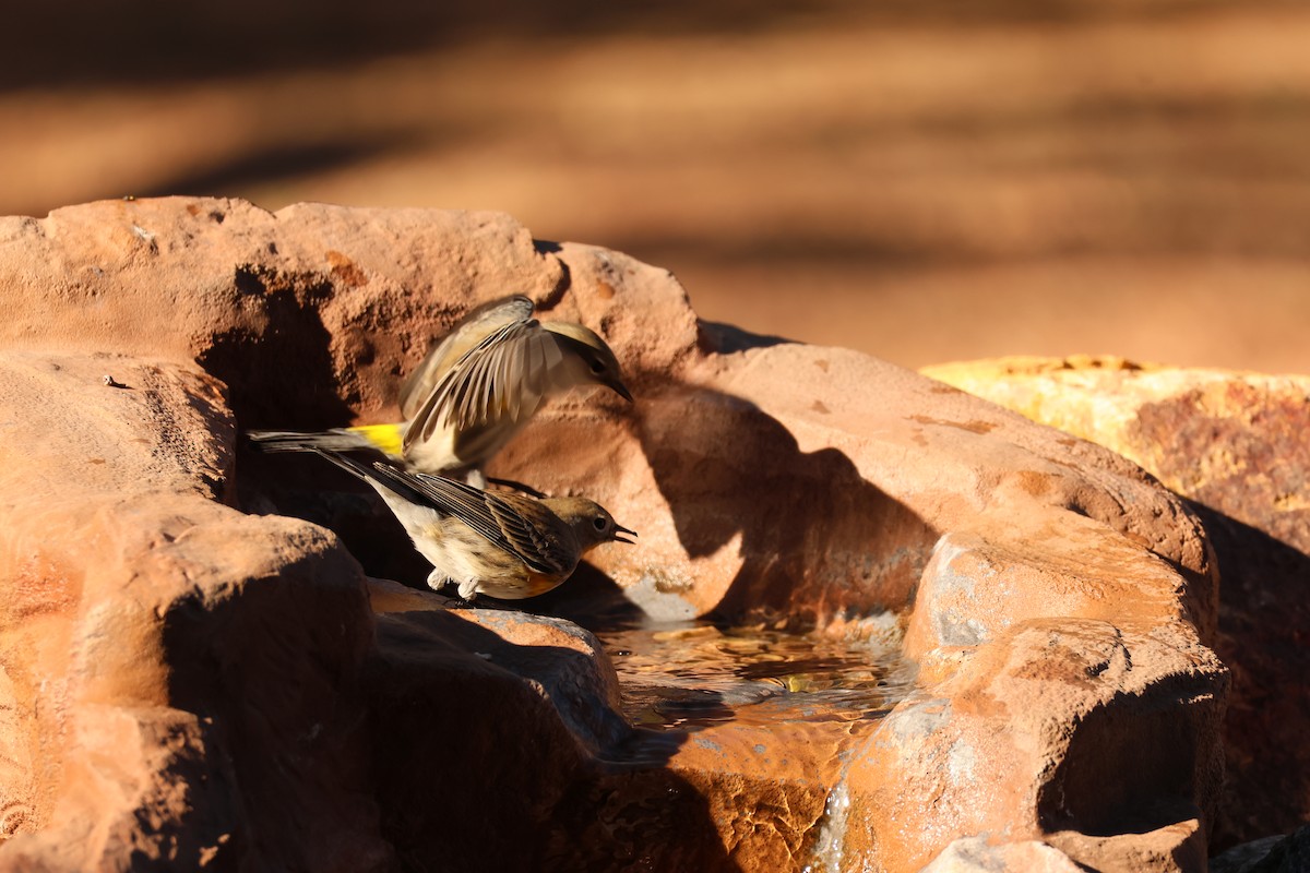 Пісняр-лісовик жовтогузий - ML646607199