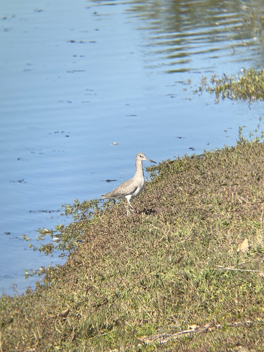 Коловодник американський - ML646607200