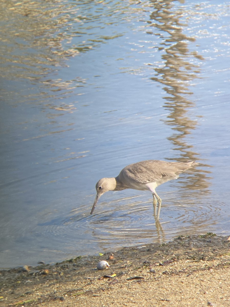 Коловодник американський - ML646607201