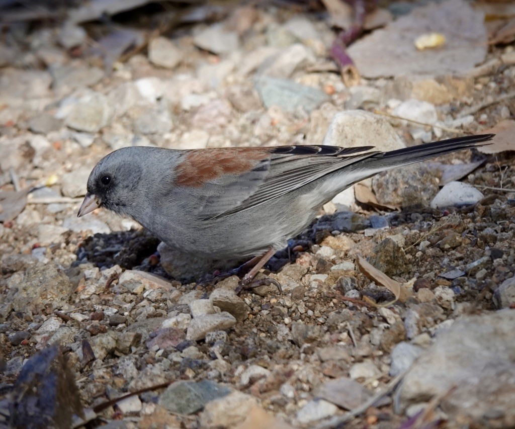Dark-eyed Junco (Gray-headed) - ML646607202