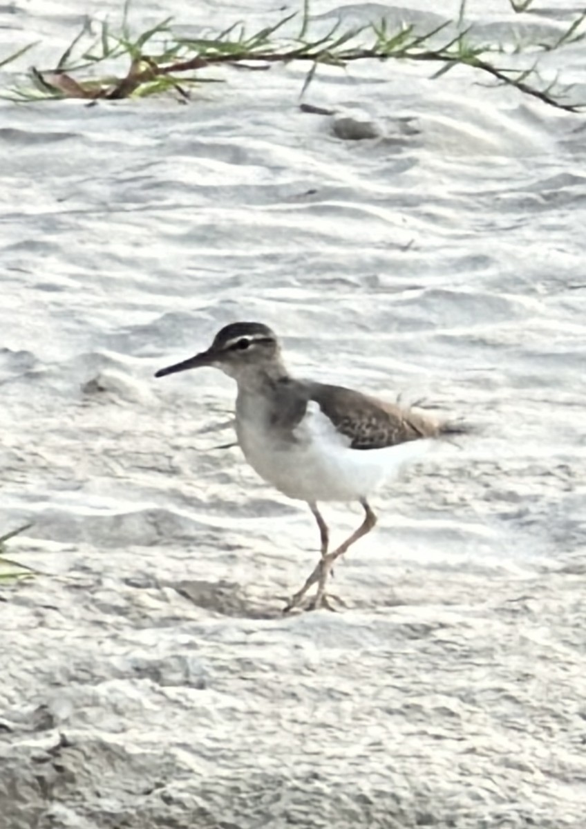 Набережник плямистий - ML646607203