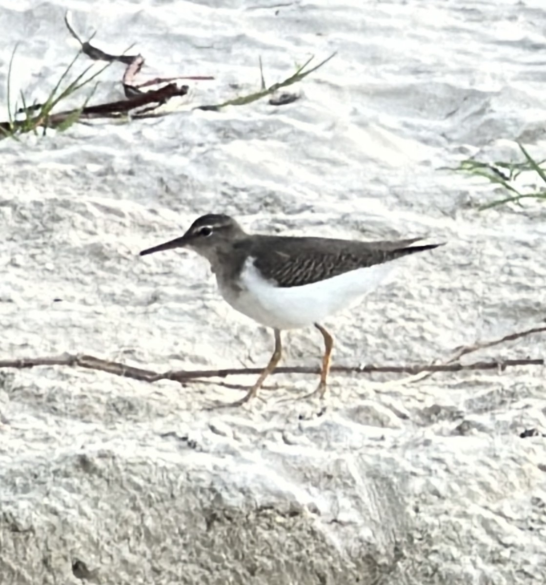 Набережник плямистий - ML646607204