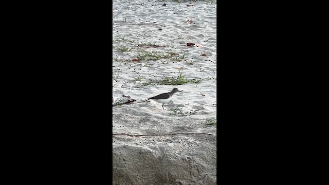 Spotted Sandpiper - ML646607205