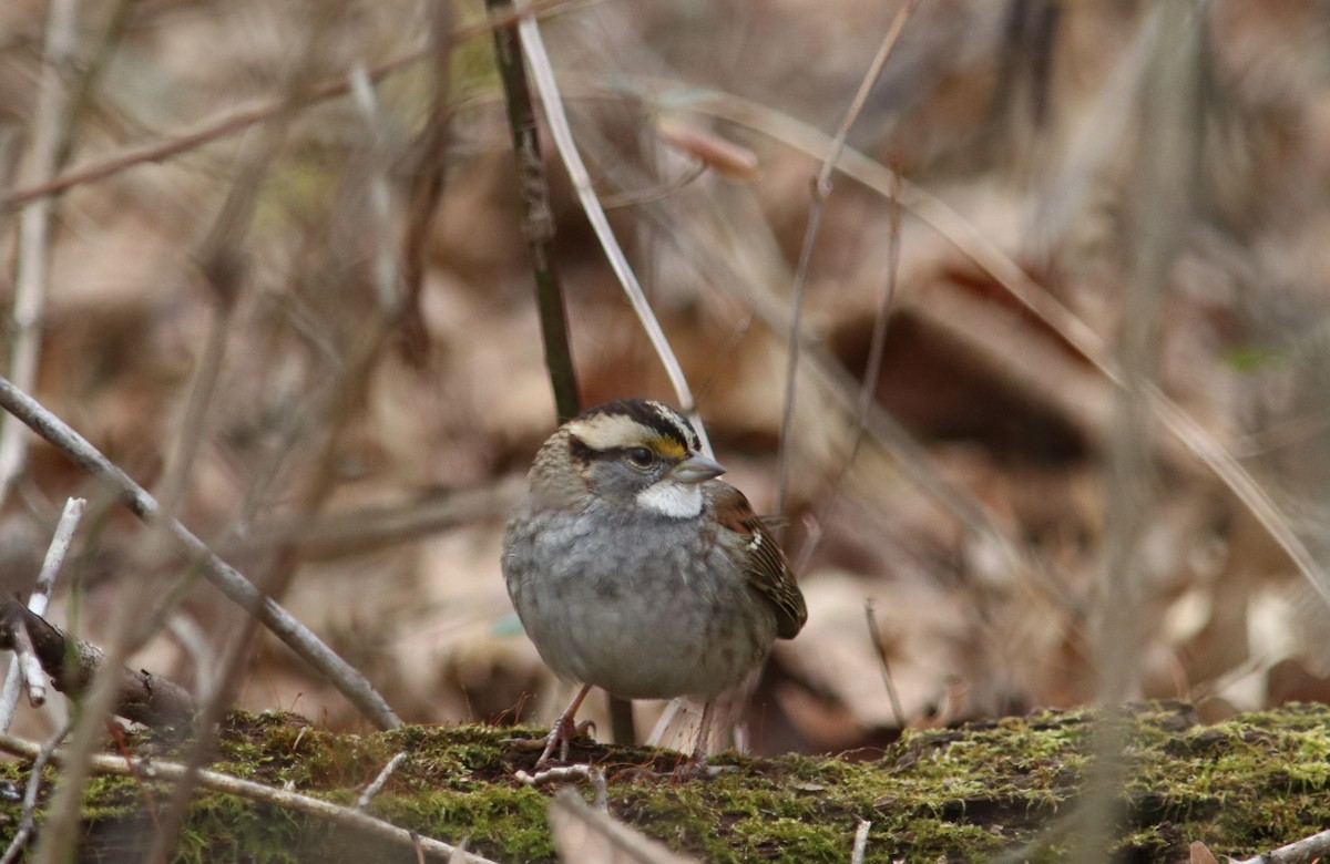 Бруант білогорлий - ML646607206