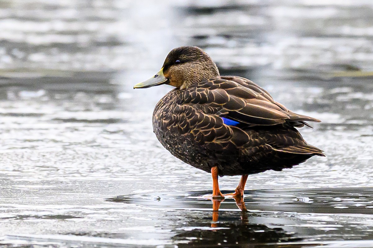 Крижень американський - ML646607207